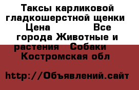 Таксы карликовой гладкошерстной щенки › Цена ­ 20 000 - Все города Животные и растения » Собаки   . Костромская обл.